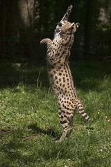 Serval, leptailurus serval, Adult Hunting, standing on its Hind Legs