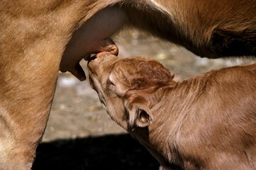 Limousine Cattle, a French Breed, Cow with Calf suckling