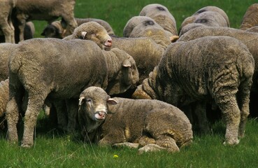 Merino Sheep, Herd