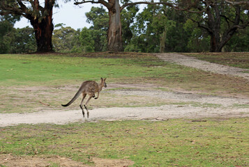 Kangaroo jumping - Eastern Grey Kangaroo - Anglesea Golf Course, Victoria, Australia