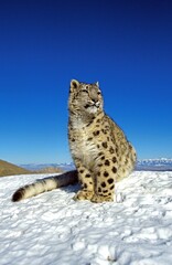 Snow Leopard or Ounce, uncia uncia, Adult standing on Snow