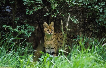 Serval, leptailurus serval, Adult standing in Long Grass