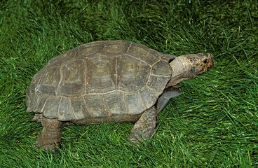 Tortoise, Adult