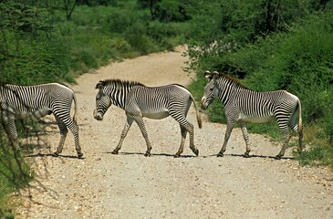 Fototapeta na wymiar Grevy's Zebra, equus grevyi, Herd Crossing Track, Kenya