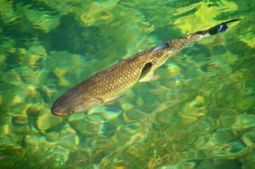 fish in clear river water