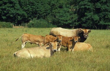 Parthenaise Cattle, a French Breed, Herd with Bull, Cows and Calf