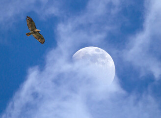 Soaring Red-Tailed Hawk