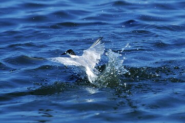 Fototapeta premium Common Tern, sterna hirundo, Adult in Flight Fishing, Winter Plumage, Namibia