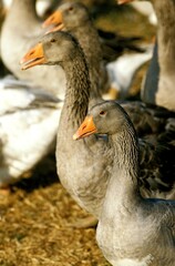Toulouse Goose, Breed producing Pate de Foie Gras in France
