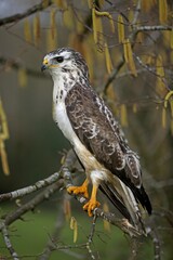 Common Buzzard, buteo buteo, Adult standing on Branch, Normandy