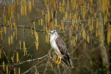 Common Buzzard, buteo buteo, Adult standing on Branch, Normandy