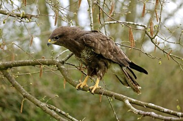 Common Buzzard, buteo buteo, Adult standing on Branch, Normandy