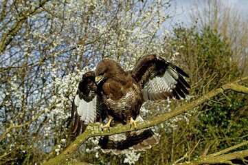 Common Buzzard, buteo buteo, Adult taking off from Branch, Normandy