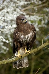 Common Buzzard, buteo buteo, Adult standing on Branch, Normandy