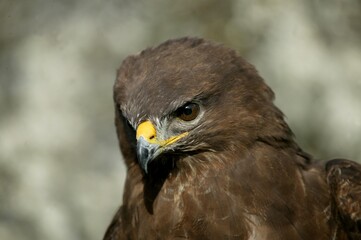 Common Buzzard, buteo buteo, Portrait of Adult, Normandy