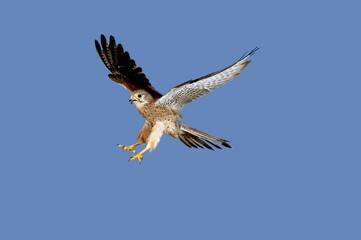 Common Kestrel, falco tinnunculus, Adult in Flight, Normandy