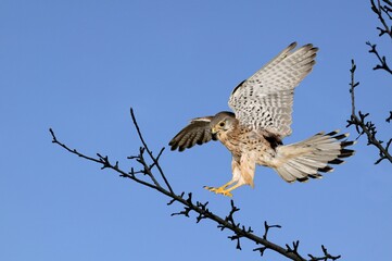 Common Kestrel, falco tinnunculus, Adult in Flight, Normandy