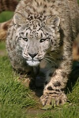 Snow Leopard or Ounce, uncia uncia, Adult standing on Grass