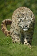 Snow Leopard or Ounce, uncia uncia, Adult standing on Grass