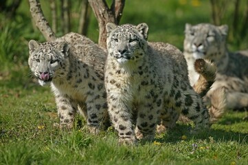 Snow Leopard or Ounce, uncia uncia, Female with old Cub standing on Grass
