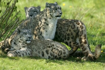 Snow Leopard or Ounce, uncia uncia, Female with Cub standing on Grass