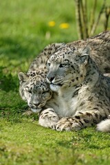 Fototapeta na wymiar Snow Leopard or Ounce, uncia uncia, Female with Cub standing on Grass