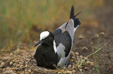 Blacksmith Plover or Blacksmith Lapwing, vanellus armatus, Adult standing on Nest, Kenya