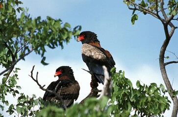 Bateleur Eagle, terathopius ecaudatus, Pair standing in Tree, Namibia
