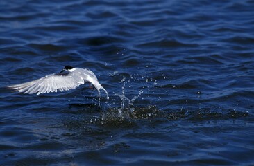 Common Tern, sterna hirundo, Adult in Flight Fishing, Winter Plumage, Namibia