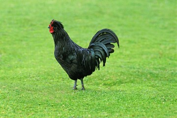 Crevecoeur Domestic Chicken, a French Breed from Normandy, Cockerel