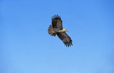 Tawny Eagle, aquila rapax, Adult in Flight against Blue Sky, Kenya