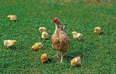 Naklejka na ściany i meble Hen with Chicks standing on Grass