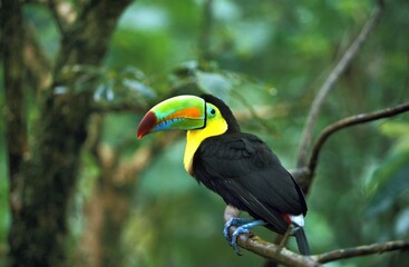 Keel-Billed Toucan, ramphastos sulfuratus, Adult standing on Branch, Costa Rica