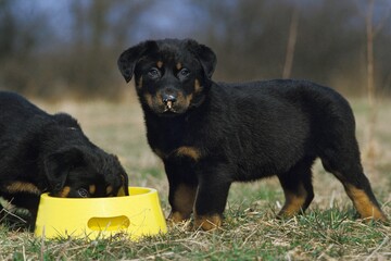 Rottweiler Dog, Puppies Eating