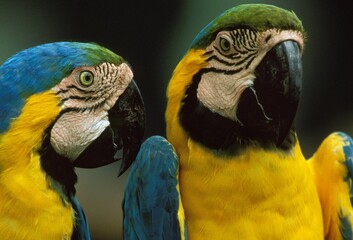 Blue-and-yellow Macaw, ara ararauna, Portrait of Adults © slowmotiongli