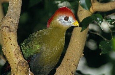 Red-Crested Turaco, tauraco erythrolophus, Adult standing on Branch, Kenya