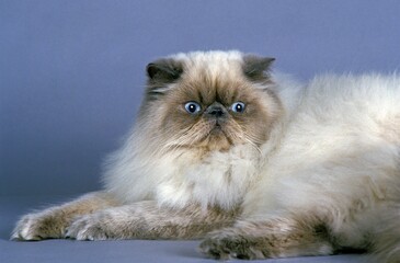 Himalayan Domestic Cat, Adult against Blue Background