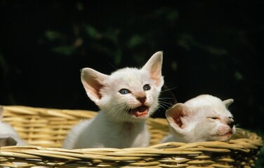 Fototapeta na wymiar Oriental Domestic Cat, Kitten in Basket, Calling out