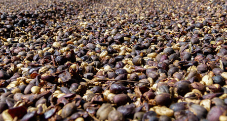 coffee beans drying in the sun