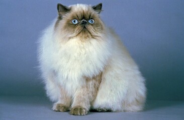 Himalayan Domestic Cat, Adult against Blue Background