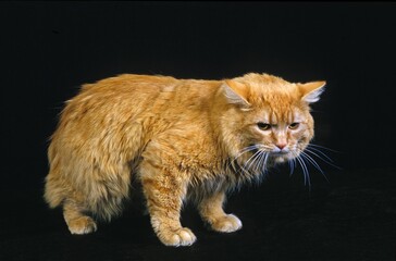 Cymric Cat, Adult against Black Background