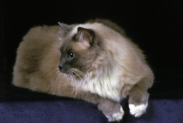 Ragdoll Domestic Cat, Adult against Black Background