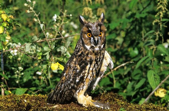 Long-Eared Owl, asio otus, Adult with Young Garden Dormouse in Claws