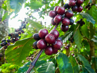 coffee plantation