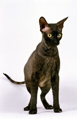 Cornish Rex Domestic Cat, Adult against White Background