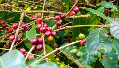 coffee plantation