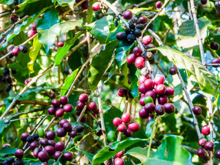 coffee plantation
