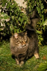 Naklejka na ściany i meble Skogkatt Domestic Cat, Adult standing on Grass