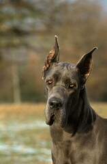 Great Dane or German Mastiff Dog (old standard breed with cut ears)