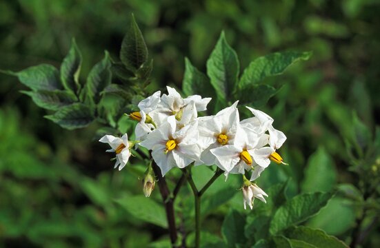 Potato Flower, solanum tuberosum